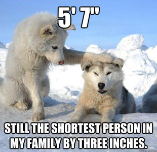 Caring Husky