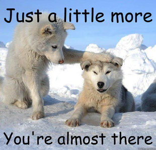 Caring Husky