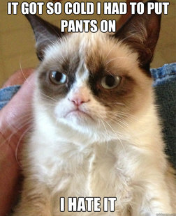 Grumpy Cat