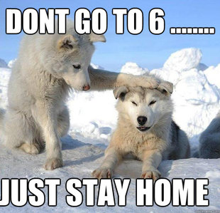 Caring Husky