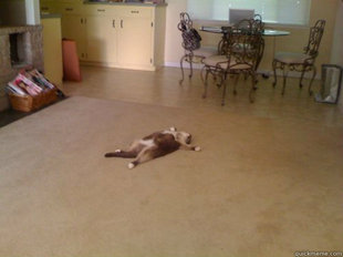 Down Cat