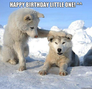 Caring Husky