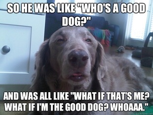 10 Dog