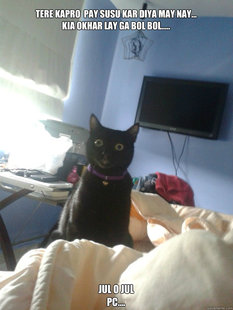 overly attached cat