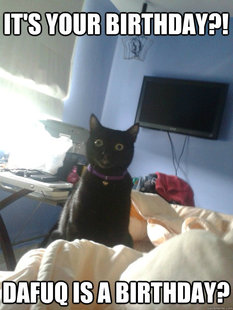 overly attached cat
