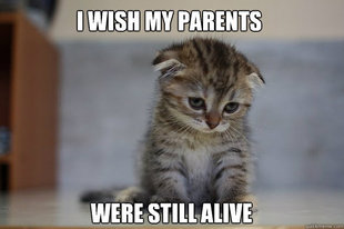 Sad Kitten