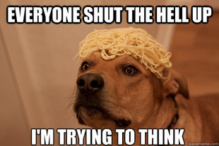 10 Dog