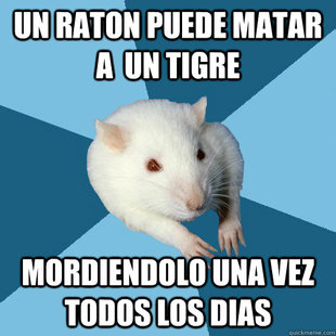 Psychology Major Rat