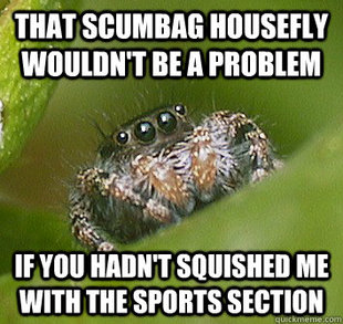 Misunderstood Spider