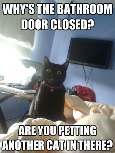 overly attached cat