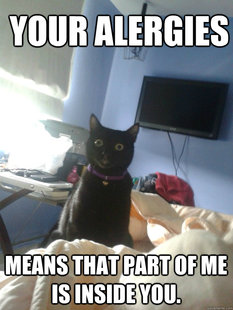overly attached cat