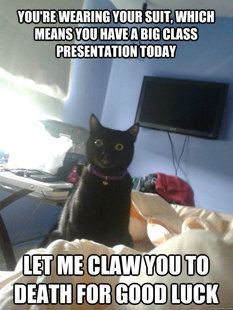 overly attached cat