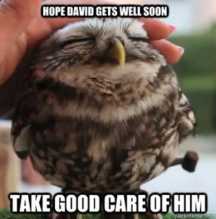 cute owl