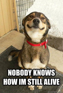 Good Dog Greg