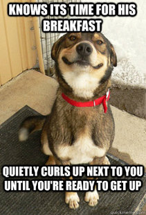 Good Dog Greg