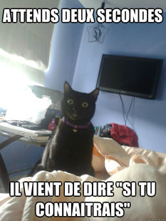 overly attached cat