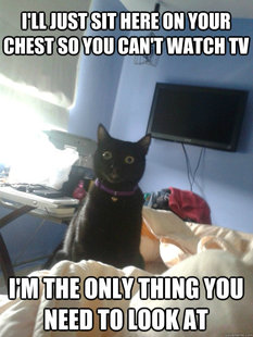 overly attached cat