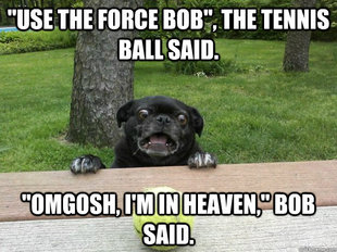 Berks Dog
