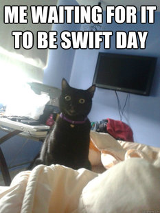 overly attached cat