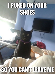 overly attached cat