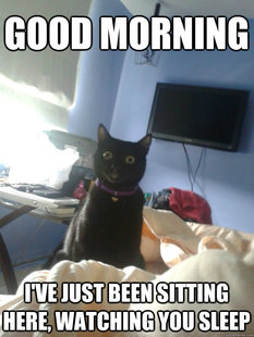 overly attached cat