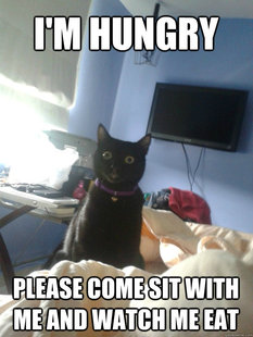 overly attached cat