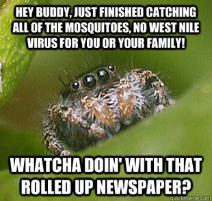 Misunderstood Spider