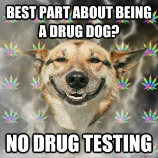 Stoner Dog