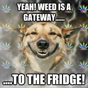 Stoner Dog