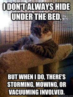 The Most Interesting Cat in the World