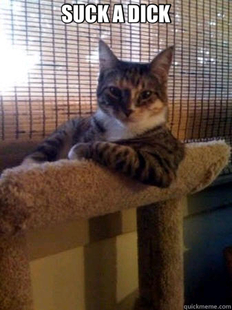 The Most Interesting Cat in the World
