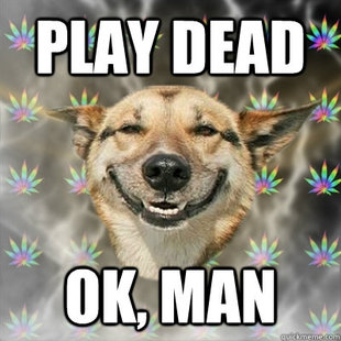 Stoner Dog