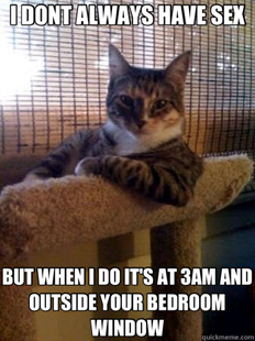 The Most Interesting Cat in the World
