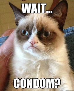 Grumpy Cat