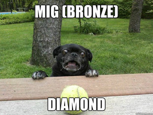 Berks Dog