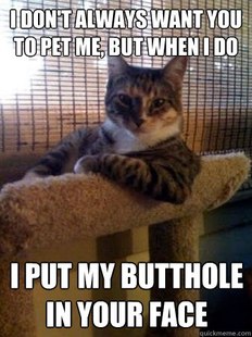 The Most Interesting Cat in the World