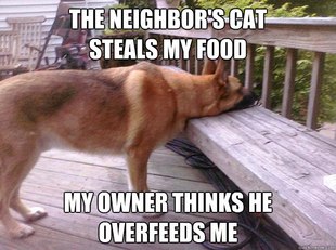First World Dog problems