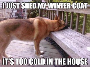 First World Dog problems