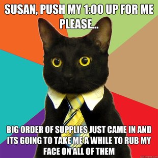 Business Cat