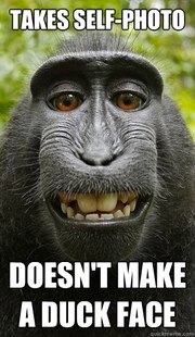 Mindful Macaque