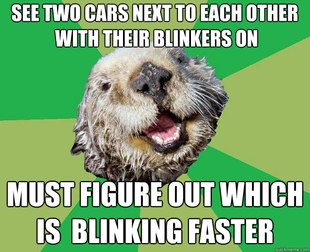 OCD Otter