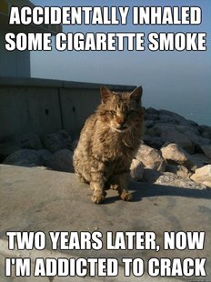 Bitter Cat
