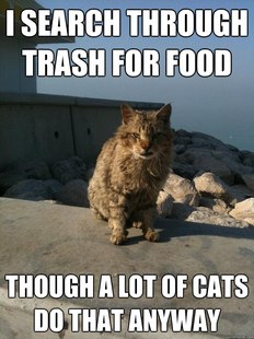 Bitter Cat