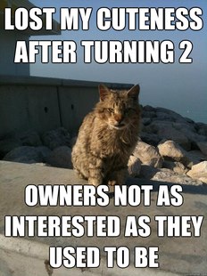 Bitter Cat