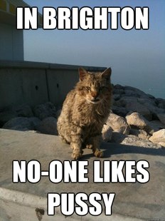 Bitter Cat