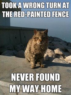 Bitter Cat