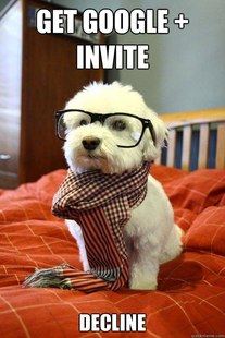 Hipster Dog