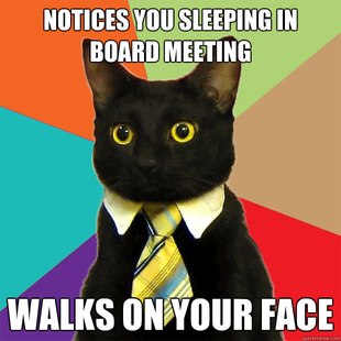 Business Cat