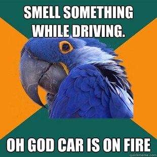 Paranoid Parrot
