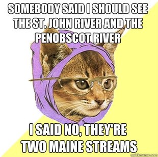 Hipster Kitty